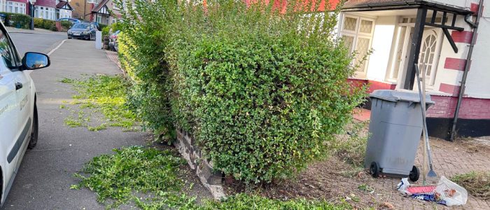 hedge trimming