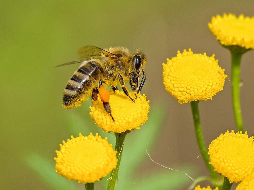 4 flowers are great at attracting honeybees