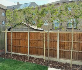 Pleached Tree
Planted for Privacy
