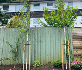 Betula Utilis Jacquemontii Trees